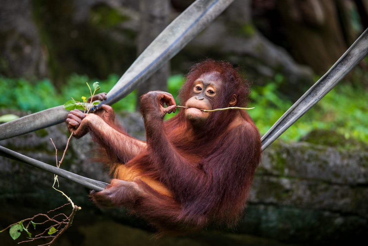 Ilustrasi Orangutan (Pexels) 